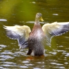 Zdjęcie z Australii - No prawie jak orzel :)