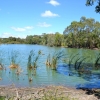 Zdjęcie z Australii - Zielone stawy w Seaford Meadows