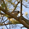 Zdjęcie z Australii - ... Miodożer maskowy (Manorina melanocephala)