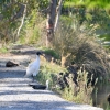 Zdjęcie z Australii - Kormoran białolicy, ibis i drzemiace kaczuchy