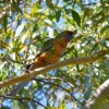 Zdjęcie z Australii - Mloda rozella królewska (Platycercus elegans)