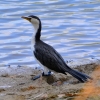 Zdjęcie z Australii - Na brzegu kormoran srokaty pieknie mi zapozowal