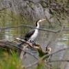 Zdjęcie z Australii - Kormoran srokaty (Phalacrocorax varius)