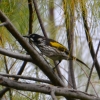 Zdjęcie z Australii - Miodaczek białouchy (Phylidonyris novaehollandiae)