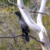 Zdjęcie z Australii - Na eukaliptusowej galezi rozsiadl sie kormoran bruzdodzioby