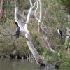 Zdjęcie z Australii - A niedalego bruzdodziobego siedzi kormoran bialolicy