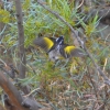 Zdjęcie z Australii - Miodaczek białouchy (Phylidonyris novaehollandiae) 