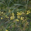 Zdjęcie z Australii - Fauna i flora 