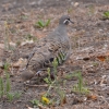 Zdjęcie z Australii - Błyskolotka białogardła (Phaps chalcoptera) - samiczka