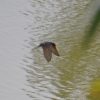 Zdjęcie z Australii - Nad stawem leci jaskółka australijska (Hirundo neoxena)