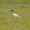 Zdjęcie z Australii - Ibis poluje na pasikoniki