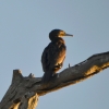 Zdjęcie z Australii - Kormoran zwyczajny / kormoran czarny (Phalacrocorax carbo)