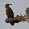 Zdjęcie z Australii - Kormoran zwyczajny / kormoran czarny (Phalacrocorax carbo)