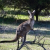 Zdjęcie z Australii - Wszedzie kangury :)