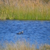 Zdjęcie z Australii - Rozlewiska Aldinga Wetlands