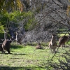 Zdjęcie z Australii - I wiecej kangrow