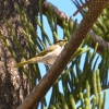 Zdjęcie z Australii - Złotouch żółtoskrzydły (Gavicalis virescens)