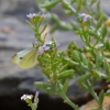 Zdjęcie z Australii - Plazowa fauna i flora