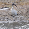 Zdjęcie z Australii - Zaciekawiony ibis