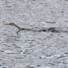 Zdjęcie z Australii - W rzece poluje na ryby wężówka australijska (Anhinga novaehollandiae)