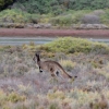 Zdjęcie z Australii - Przez bagna pedzi kangurzyca...