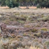 Zdjęcie z Australii - ...a za nia maluch