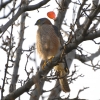 Zdjęcie z Australii - Krogulec brunatny (Accipiter fasciatus) przysiadl na "sowim" drzewie