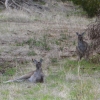 Zdjęcie z Australii - I kolejne dwa :)