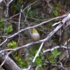 Zdjęcie z Australii - Szlarnik rdzawoboczny (Zosterops lateralis) 