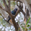 Zdjęcie z Australii - Szpak w pieknej godowej szacie