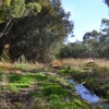 Zdjęcie z Australii - A oto i  strumień Glenloth Creek, ktory zasila wodą rozlewiska