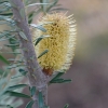 Zdjęcie z Australii - Kwitnie banksia