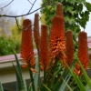 Zdjęcie z Australii - Aloes kwitnie u sumsiada :)