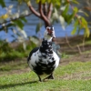 Zdjęcie z Australii - Uwaga nadchodzi! A wlasciwie nadczłapuje :)