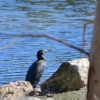 Zdjęcie z Australii - I znowu kormoran bruzdodzioby