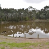 Zdjęcie z Australii - Rozlewiska Warriparingga Wetlands