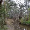 Zdjęcie z Australii - Rzeczka Sturt River, ktorej woda zasila rozlewiska