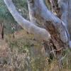 Zdjęcie z Australii - Sturt River