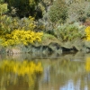 Zdjęcie z Australii - Rozlewiska Oakland Wetlands