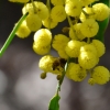 Zdjęcie z Australii - Fauna i flora