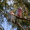 Zdjęcie z Australii - Tu przysypiają kakadu różowe