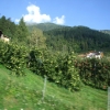 Zdjęcie z Włoch - jabłka, jabłka
