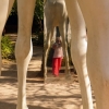 Zdjęcie z Portugalii - można sobie było strzelić fotkę "spod żyrafy"  😵