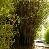 Zdjęcie z Portugalii - zatem idę w te bambusy...