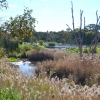 Zdjęcie z Australii - Rozlewiska w Morphett Vale