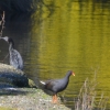 Zdjęcie z Australii - Kormoran bruzdodzioby i kokoszka na tle złotej wody