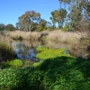 Zdjęcie z Australii - Rozlewiska w Morphett Vale