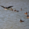 Zdjęcie z Australii - Tym razem kormoran robi orzelka :)