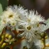 Zdjęcie z Australii - Fauna i flora