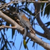 Zdjęcie z Australii - Przepieknie spiewajacy fletnik szary (Colluricincla harmonica)